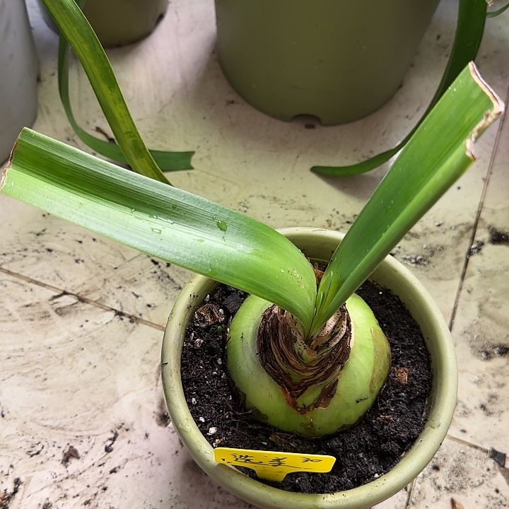 淡***莲无花朵选美皇后9+