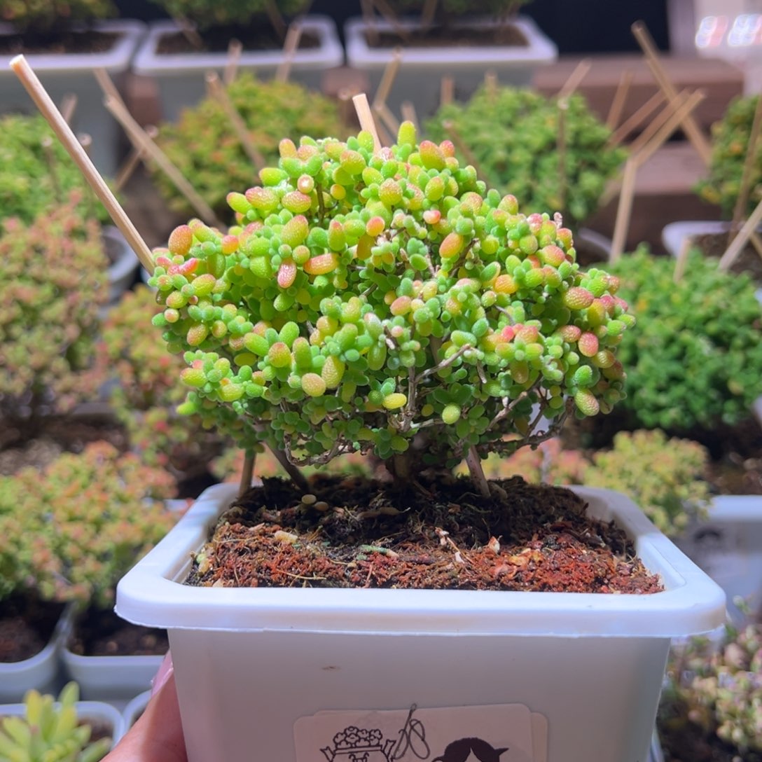 470蜜橘一物一拍带盆土发货