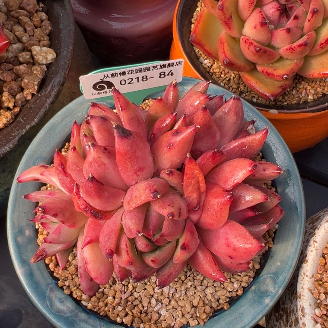 从前慢多肉精选编号0218.84