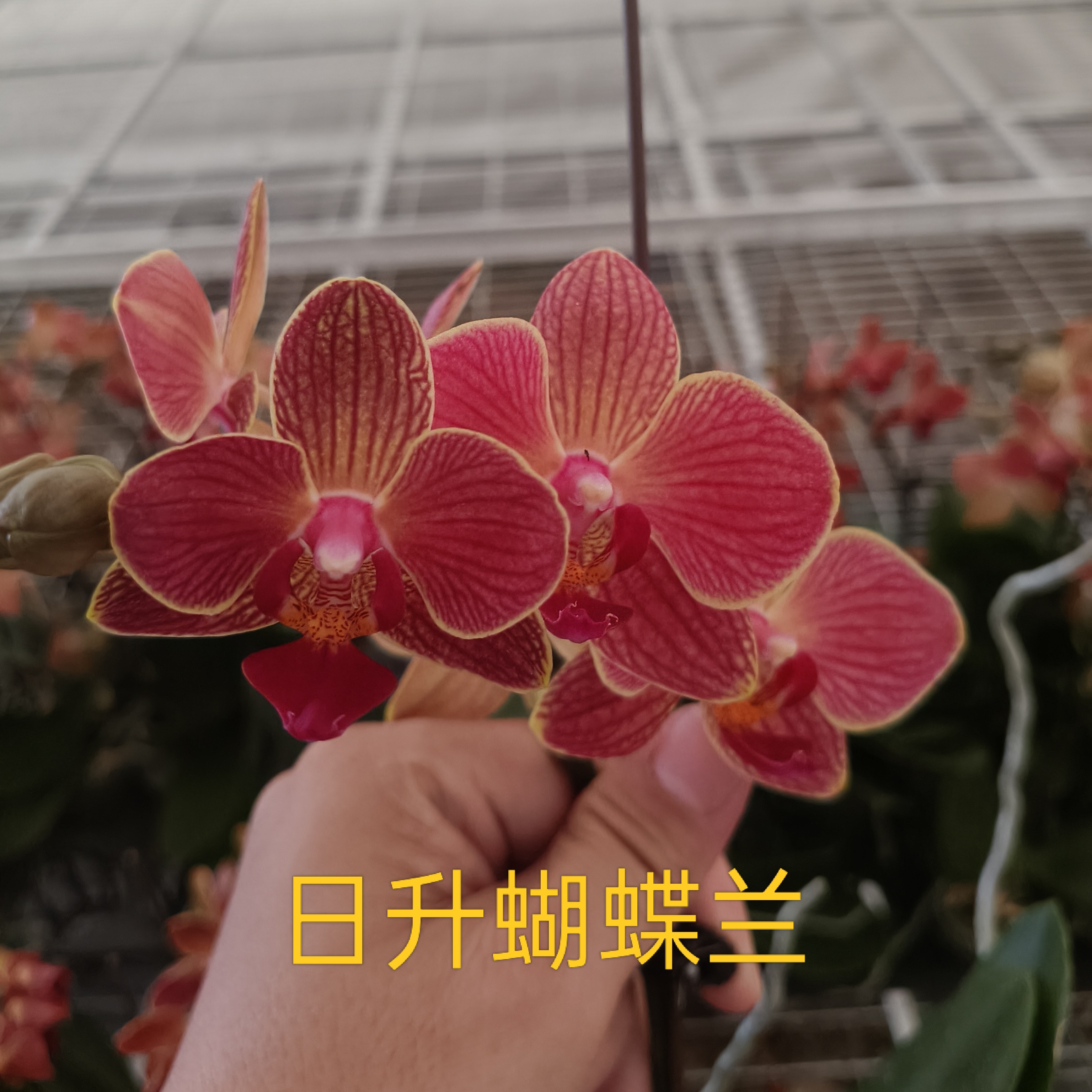 【日升】 精品蝴蝶兰 基地直发 