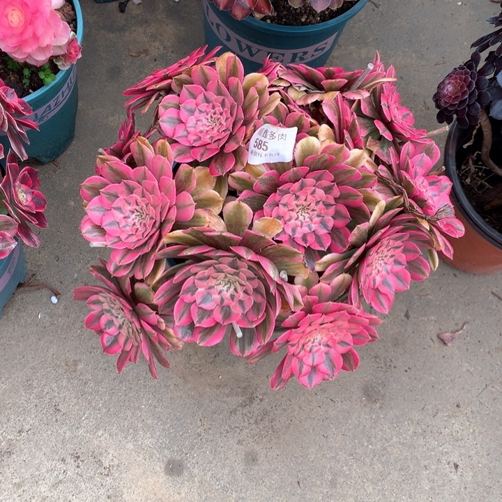 585粉同多肉植物