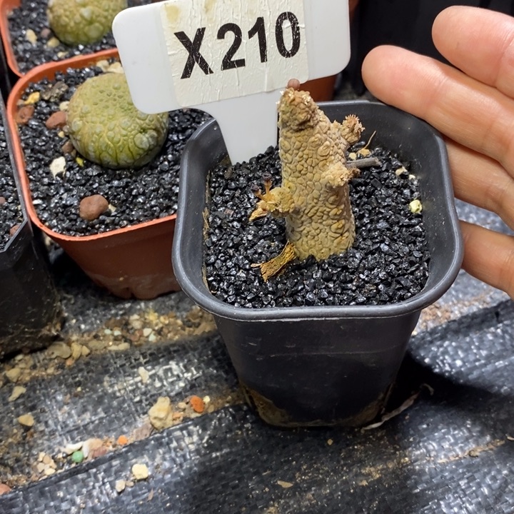 ㅤ*ㅤ福利蛇蹄玉！！！！！