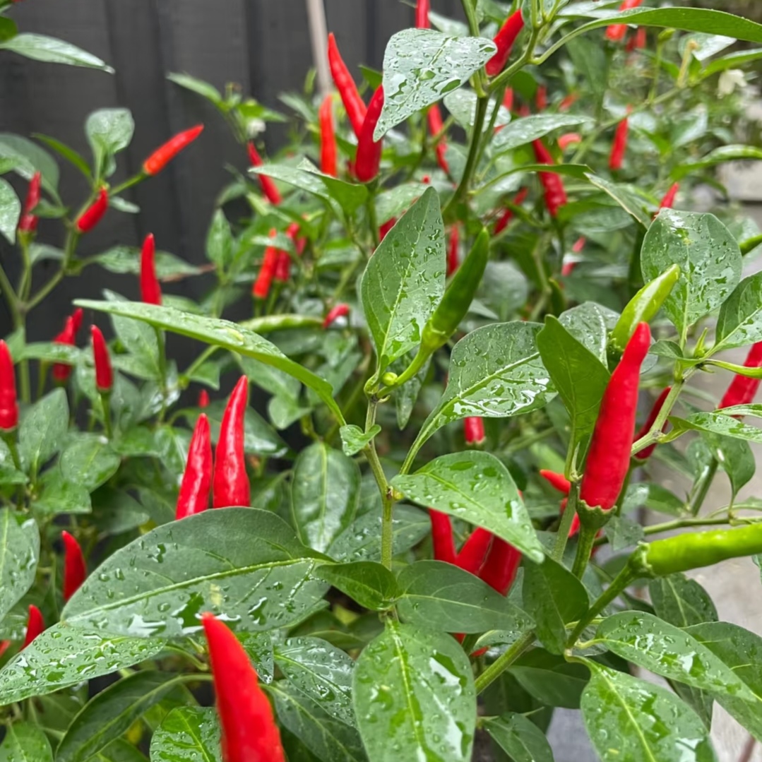 《雾都幺妹》重庆农家露天新鲜朝天椒辣椒小米辣泡剁椒现摘现发