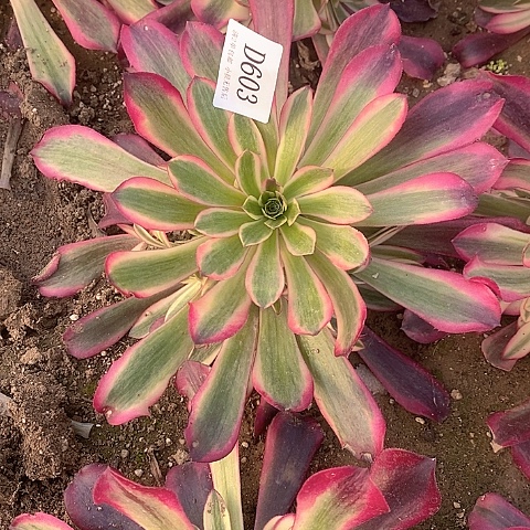 603美杜莎多肉法师锦