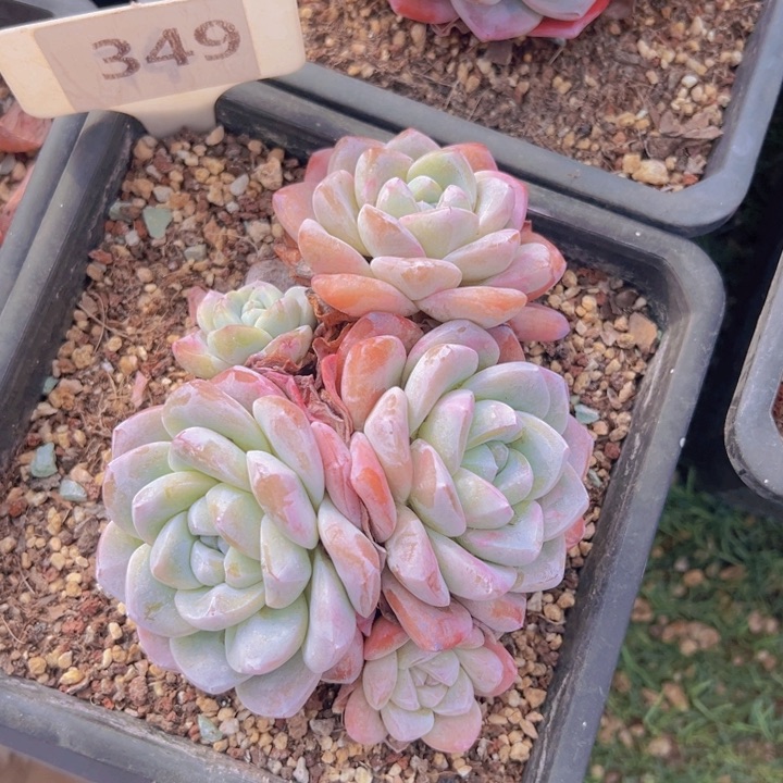 健健康康平平安安