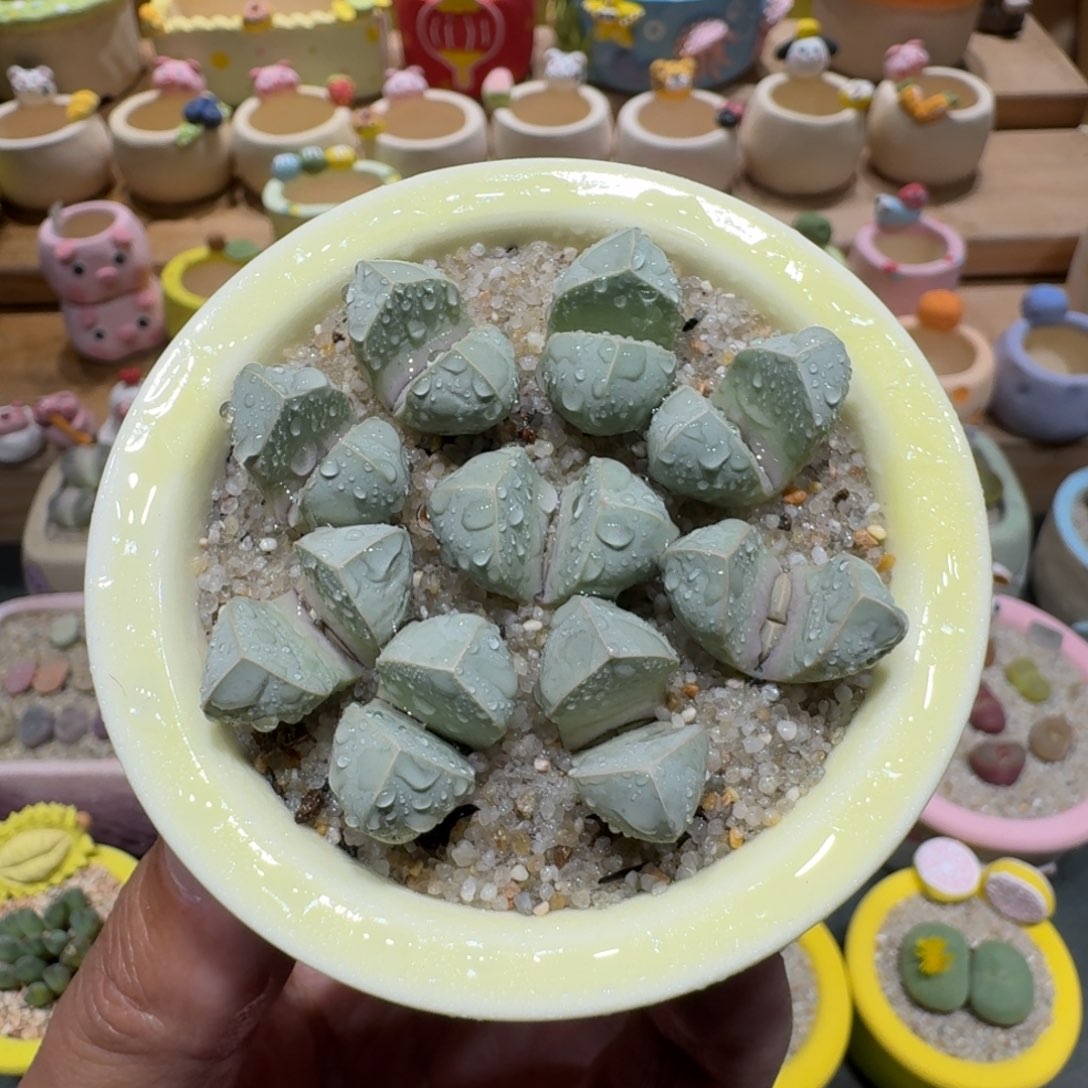 蘑菇1076魔玉多肉植物