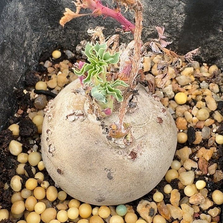 锦珊瑚实生块根多肉