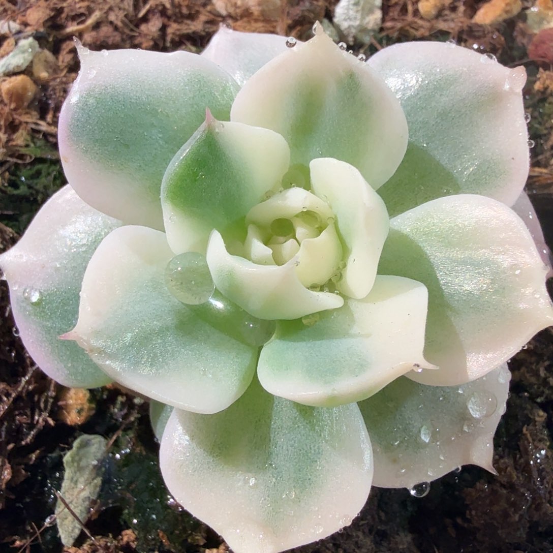 雪域锦，多肉植物。