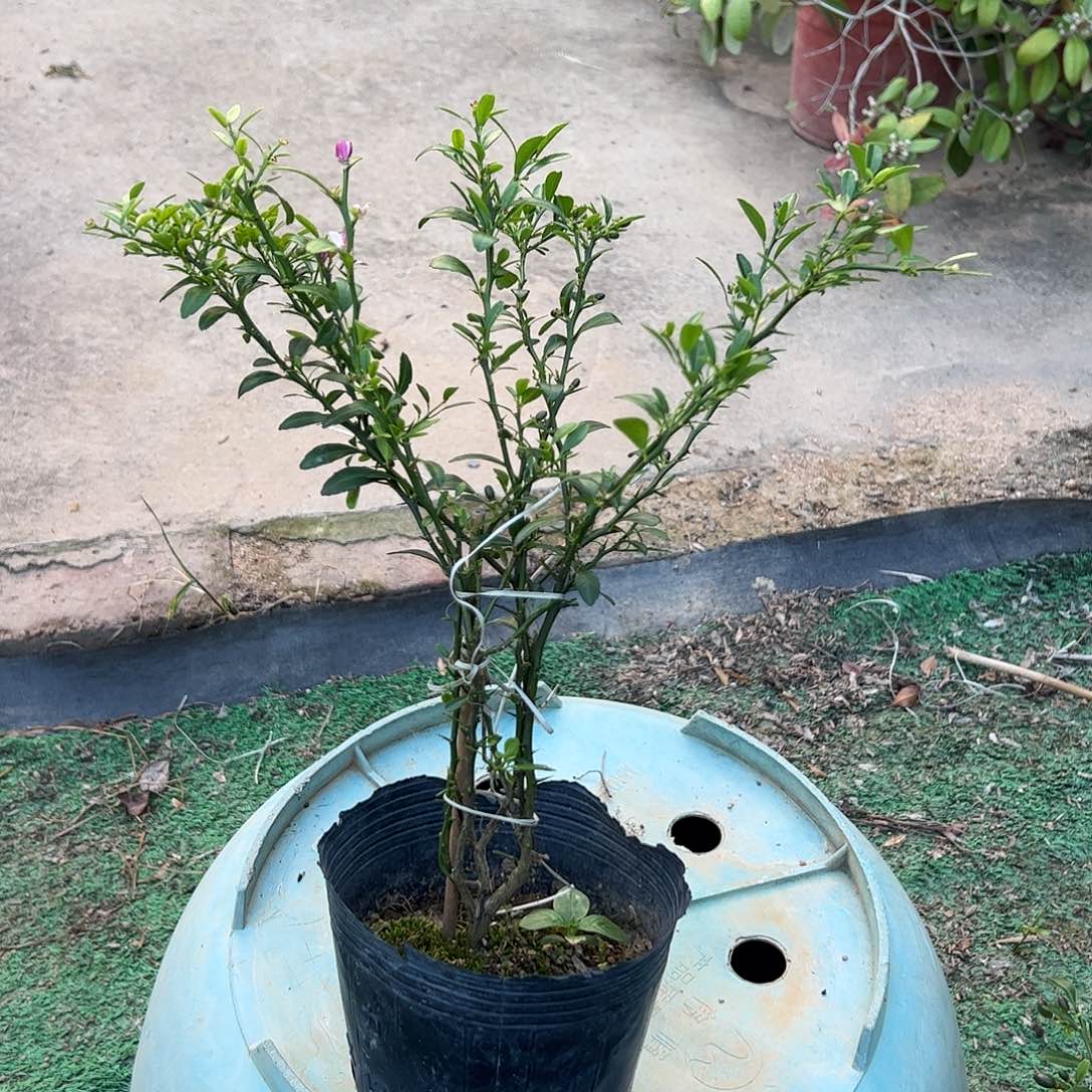绿植盆栽植物花卉植物