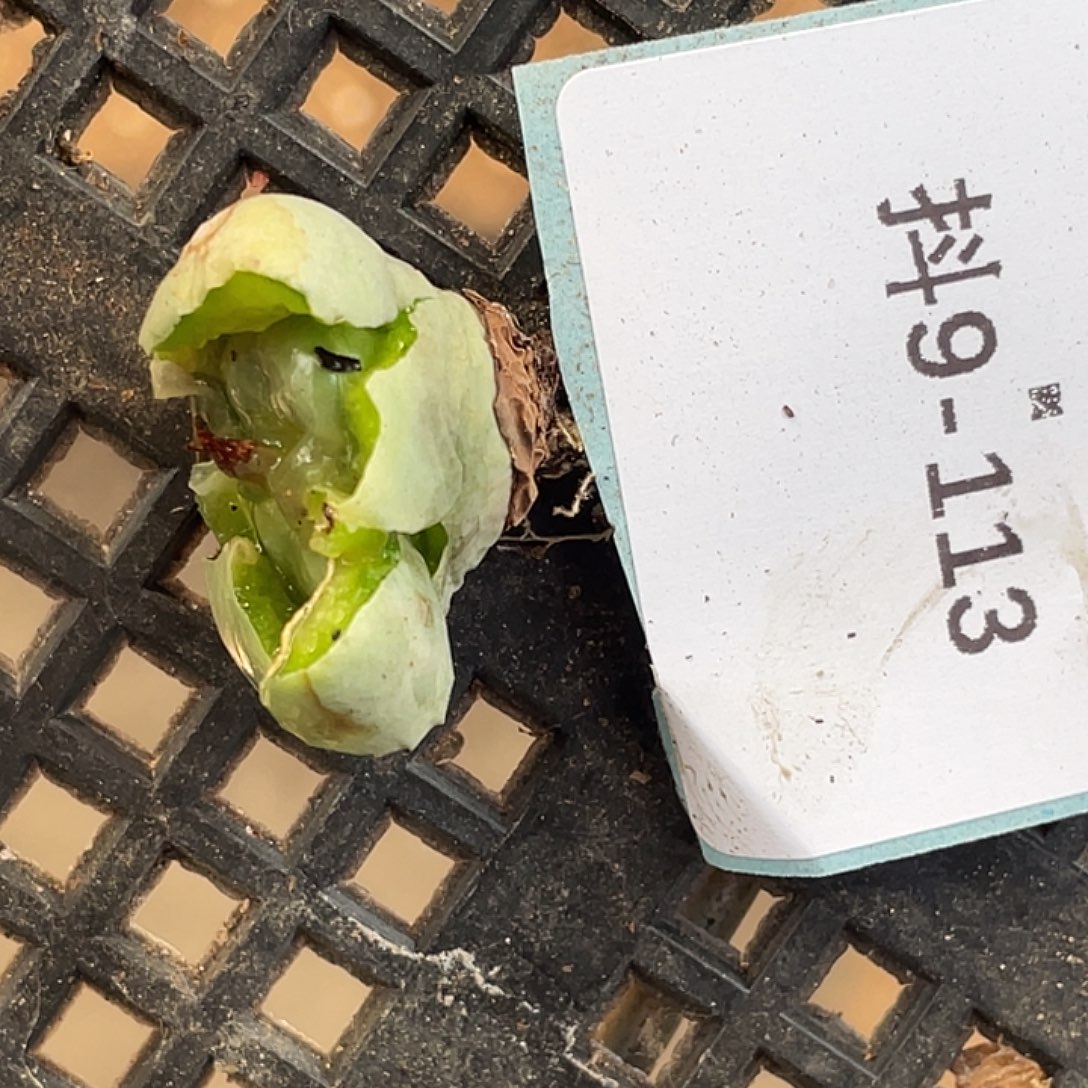 知**乐9-113肉锥多肉植物