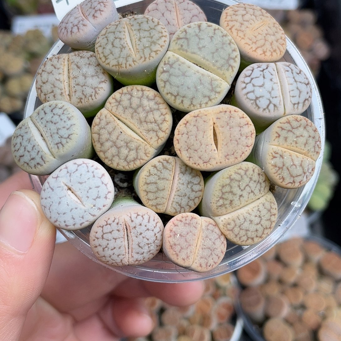 83000000花花花花花花花