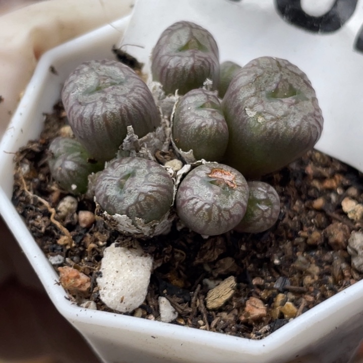 432送奶工杂母本群