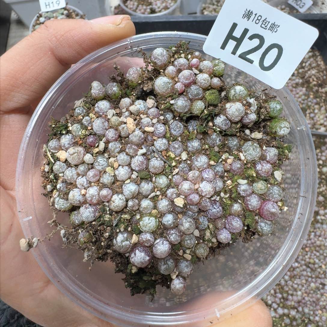H20。小灯泡一盒。多肉植物