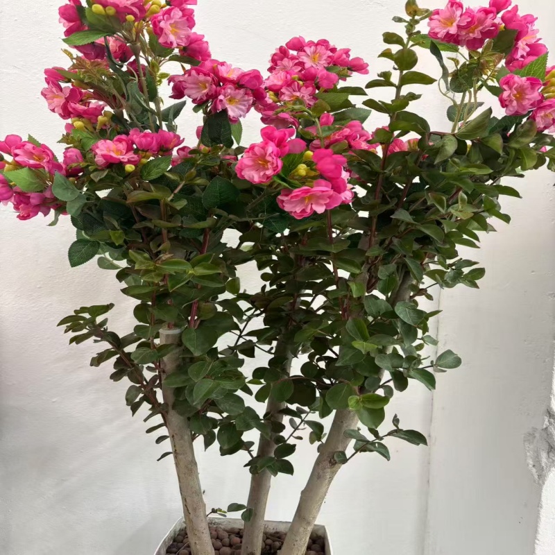 紫薇花卉耐寒耐热适合阳台室内外种植