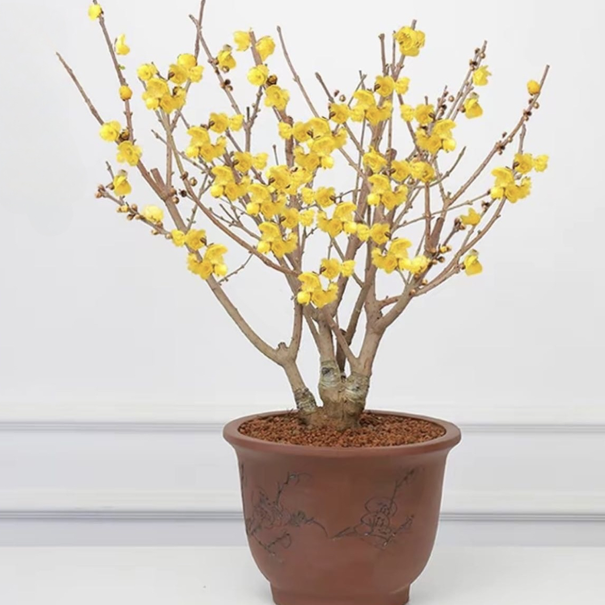 腊梅盆栽花卉绿梅老桩盆景好养耐寒绿植室内阳台庭院观赏浓香花苗