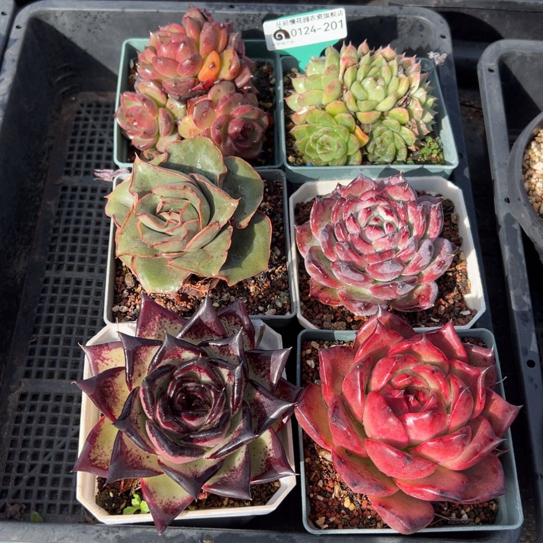 从前慢多肉精选编号0124.201