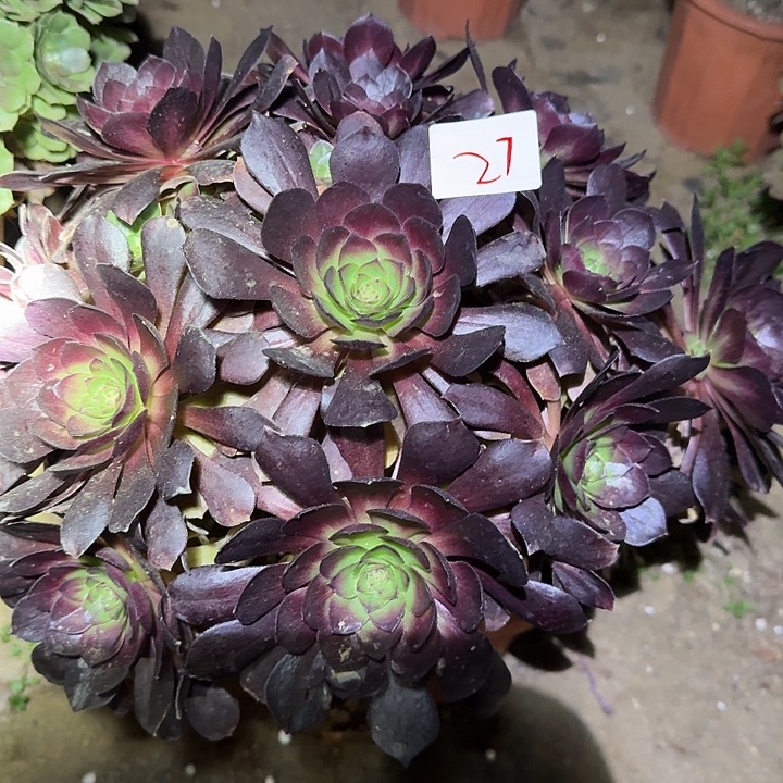 精品桃花石巨无霸亏本福利27