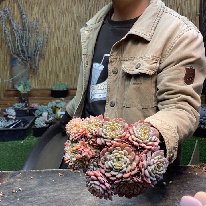 ꧁***꧂390号白胖子多肉植物