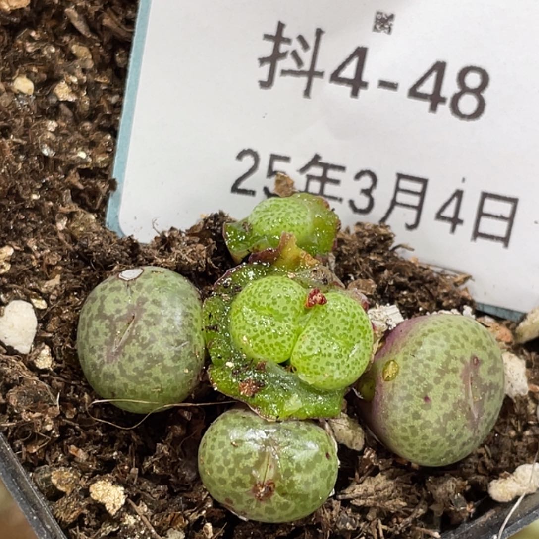 4-48金桔多肉植物