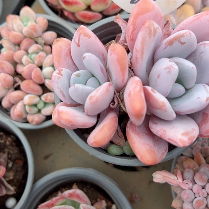 830粉兔平平安安健健康康