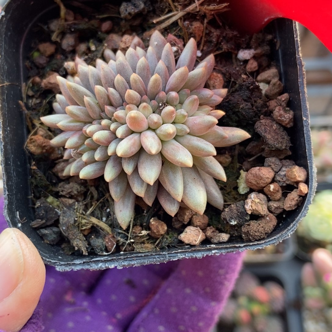 650车厘子缀多肉植物