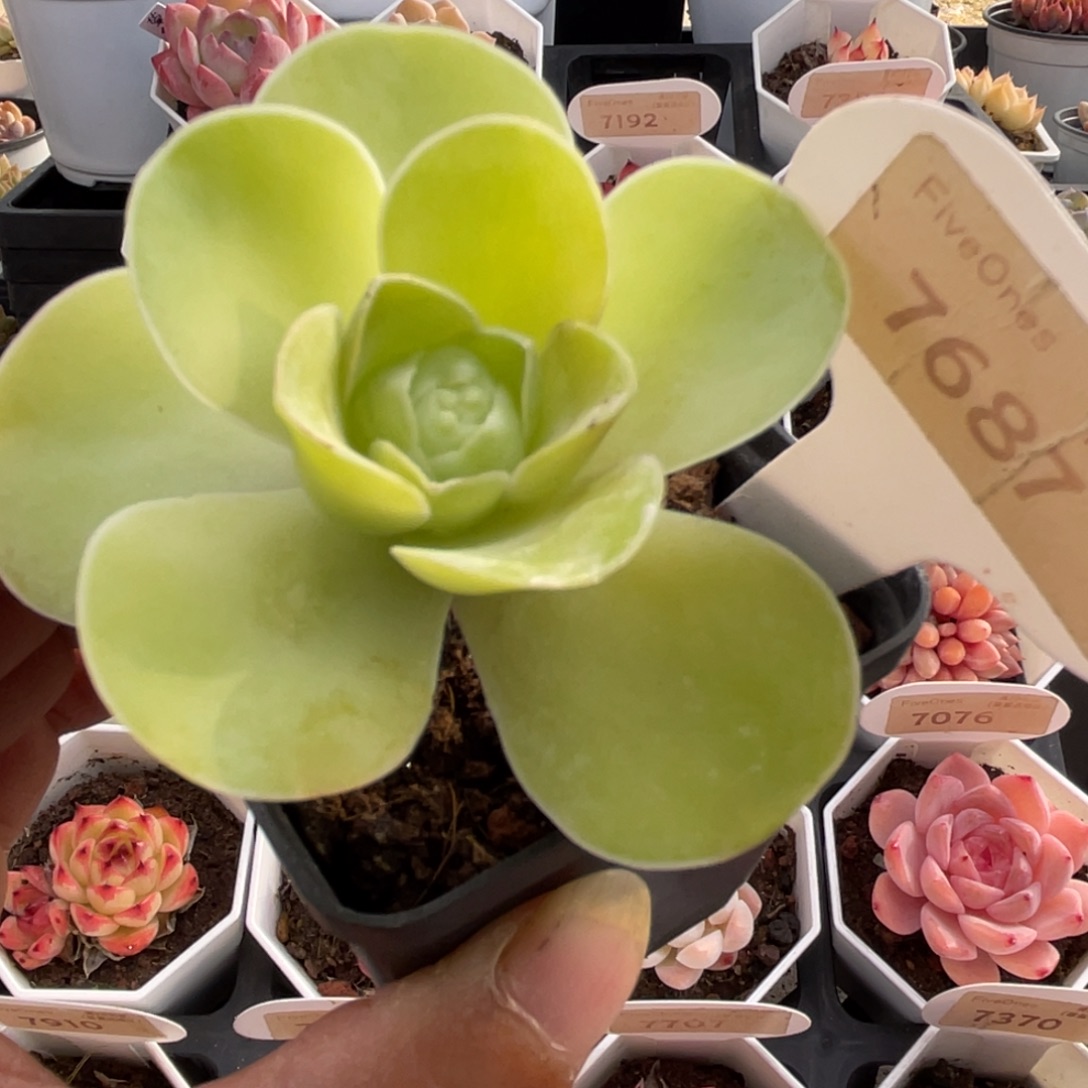 山地玫瑰7687-7.0厘米