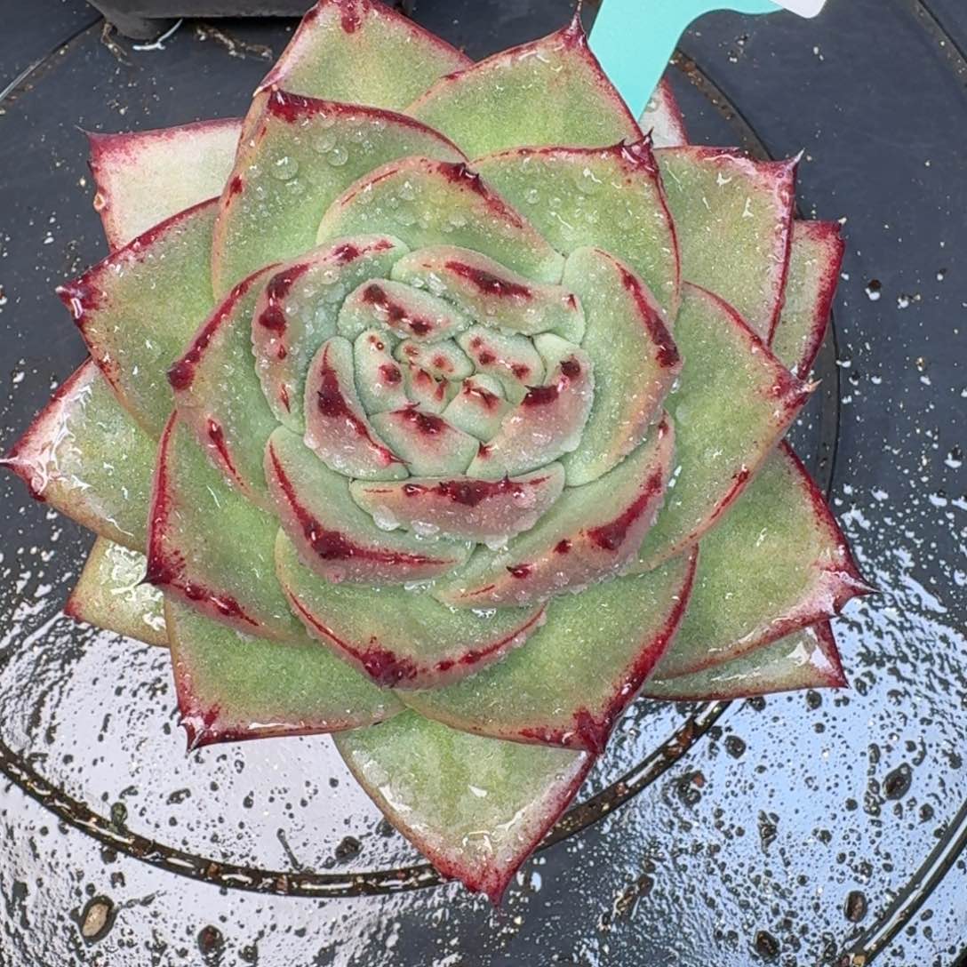 从前慢多肉精选编号1214.265