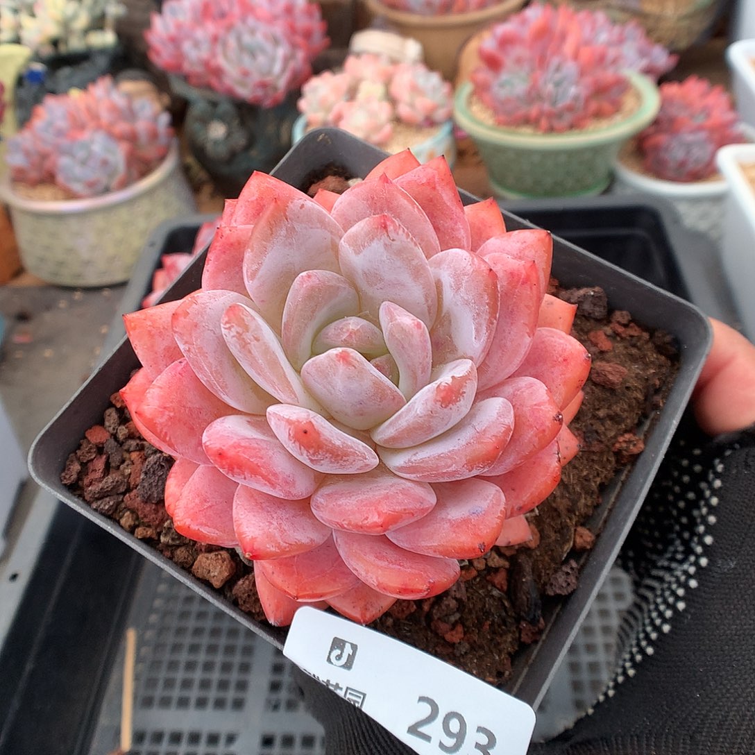 293果冻橙多肉植物6666
