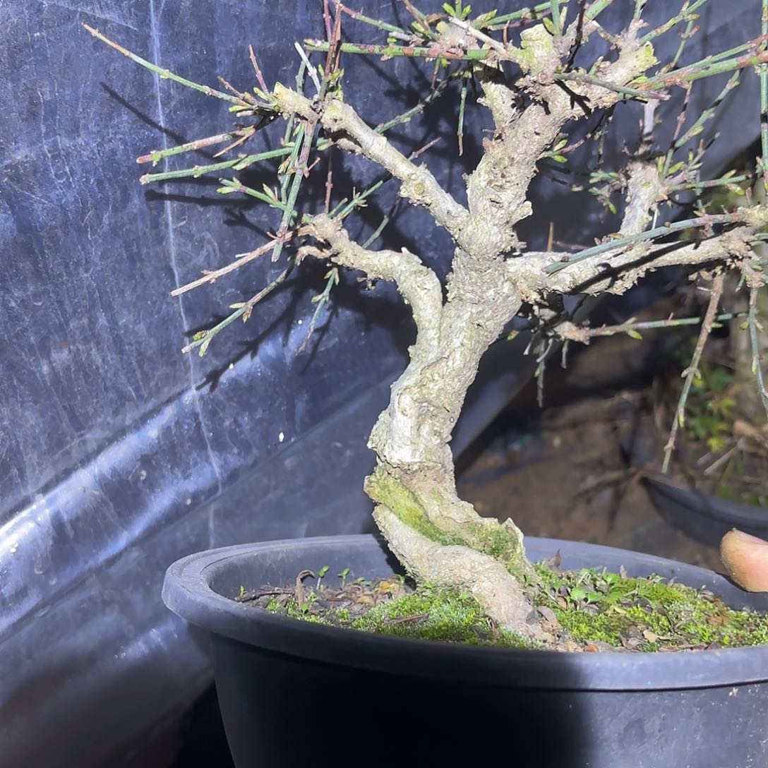 扬***3迎春花一颗脱盆发货