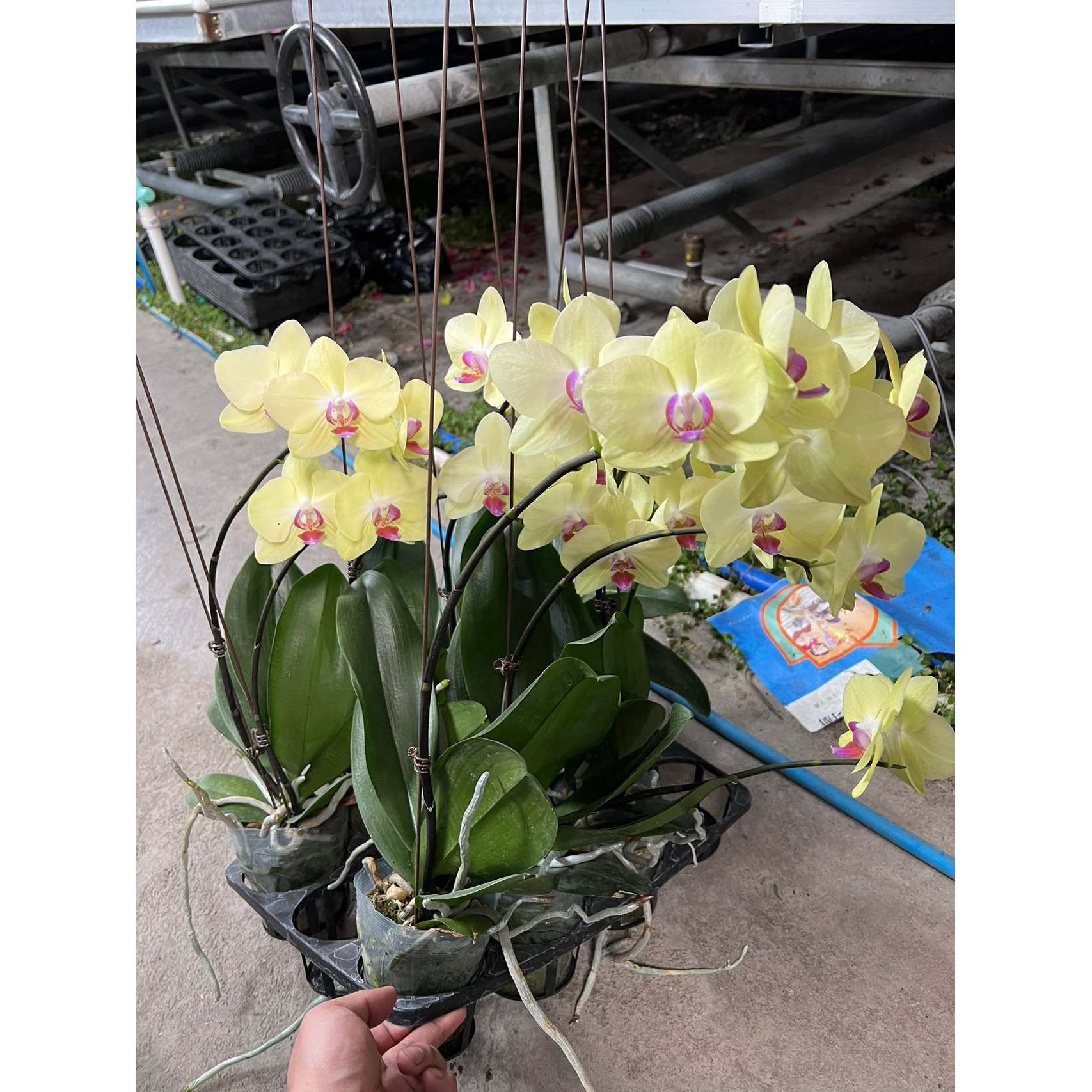 【新疆包邮】富乐夕阳蝴蝶兰恭喜发财精品蝴蝶兰情人节新婚乔迁亲友