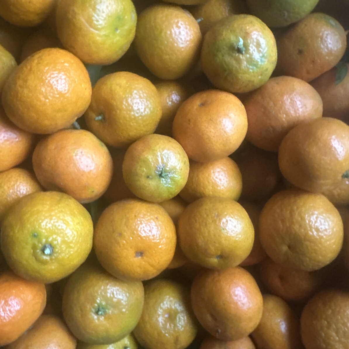 重庆农家本地金桔