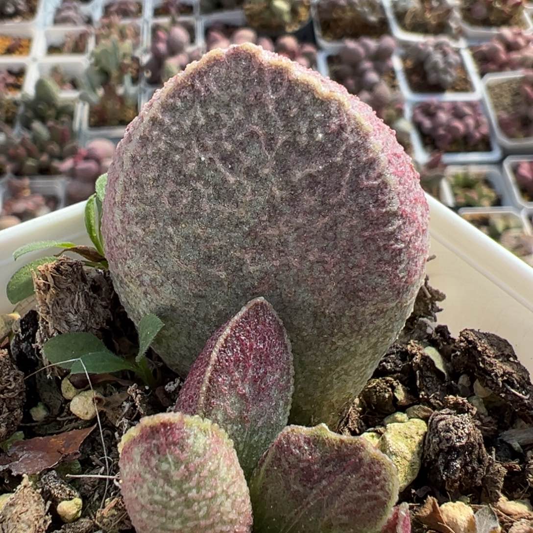 猪肝多肉植物水泡