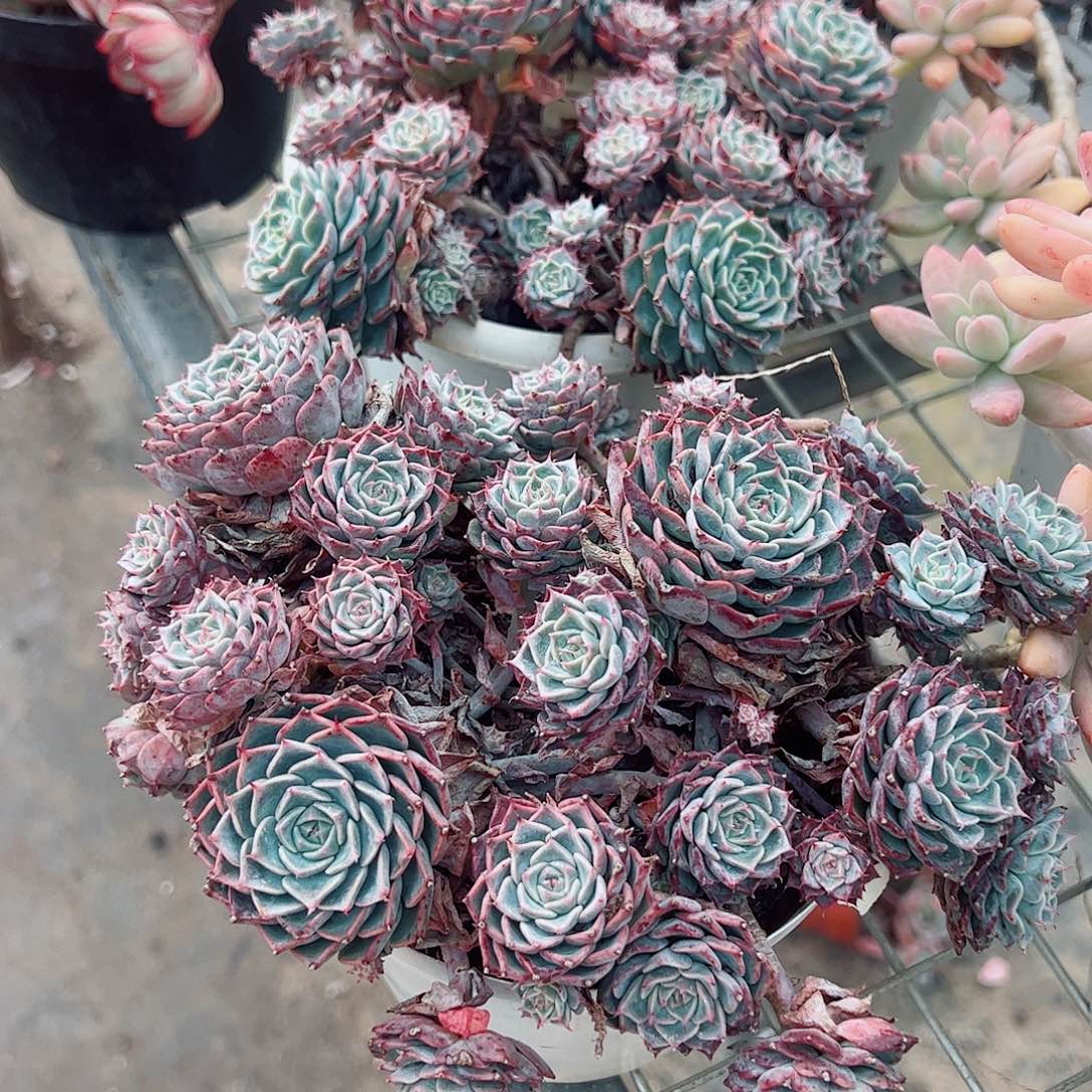 海滨格瑞带盆土精品特价