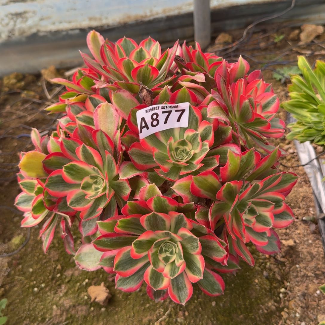 877妖月。多肉植物