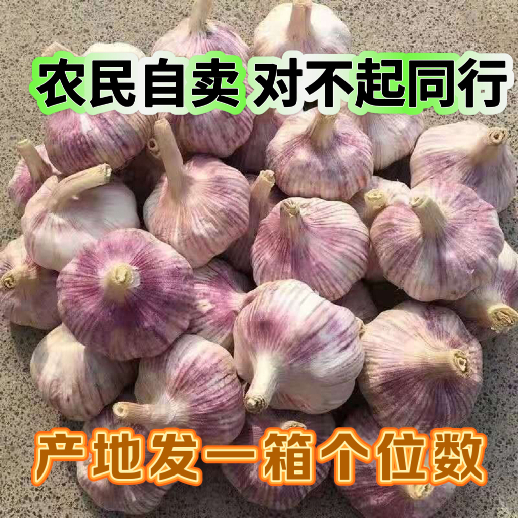 【老品种 富硒新干蒜】紫白皮大蒜产地直销辛辣十足农户自卖