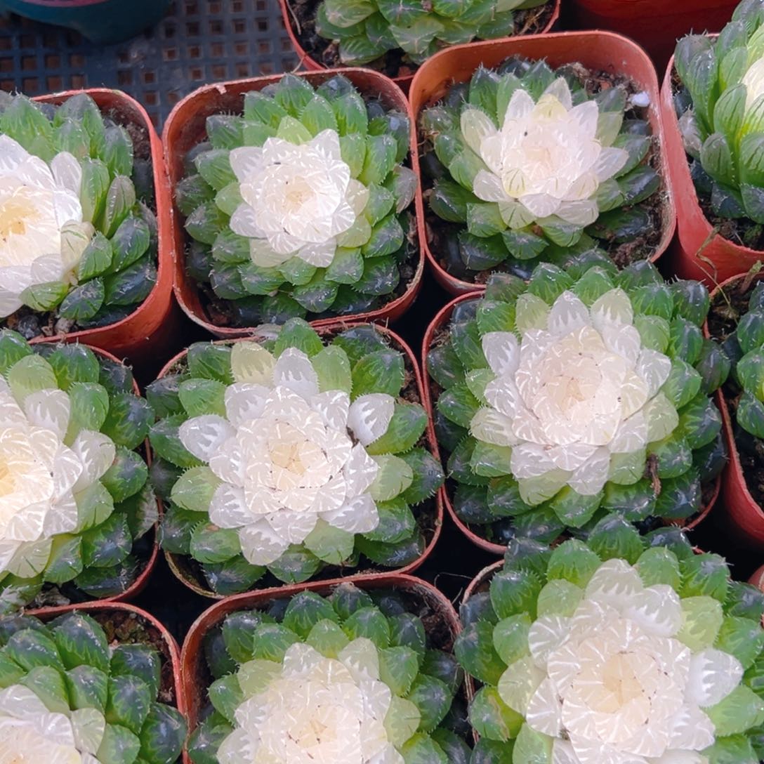 3白莲花玉露多肉多肉一颗