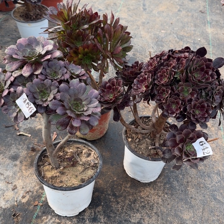 三颗妖桩不包损。包邮