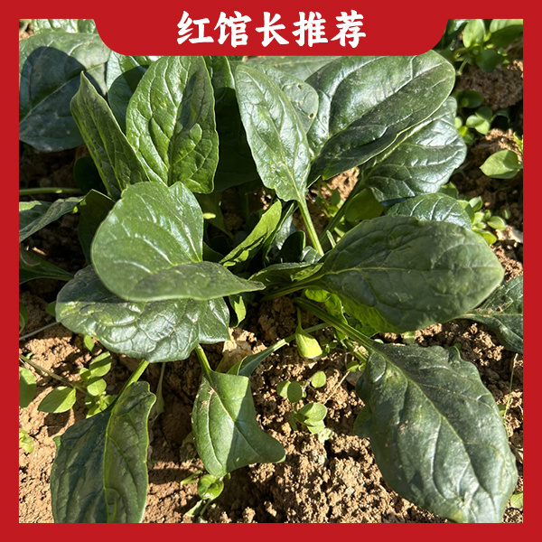 【顺丰快递】农户自销菠菜（yybb）