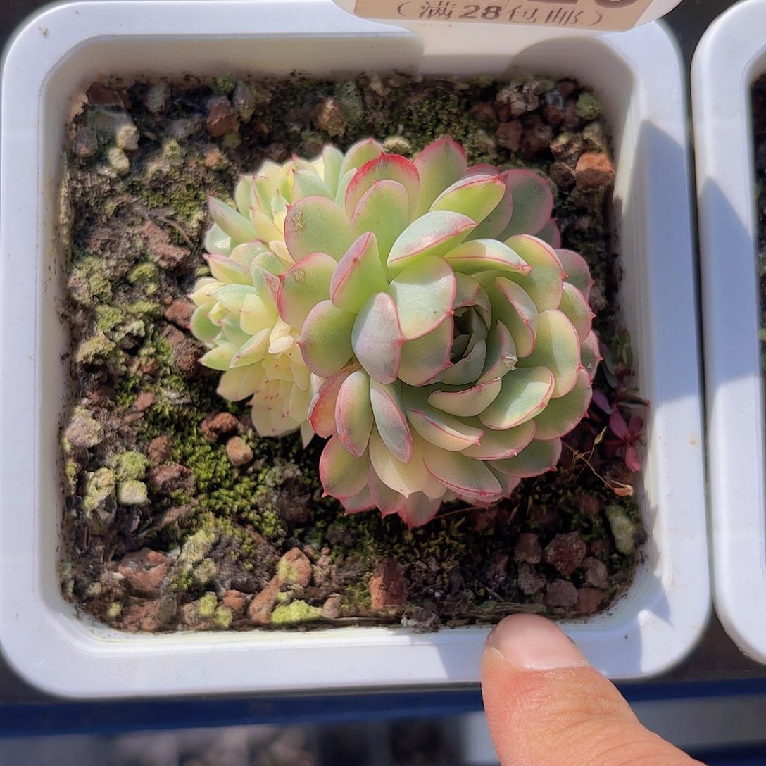 A126梦幻玫瑰锦一物语拍