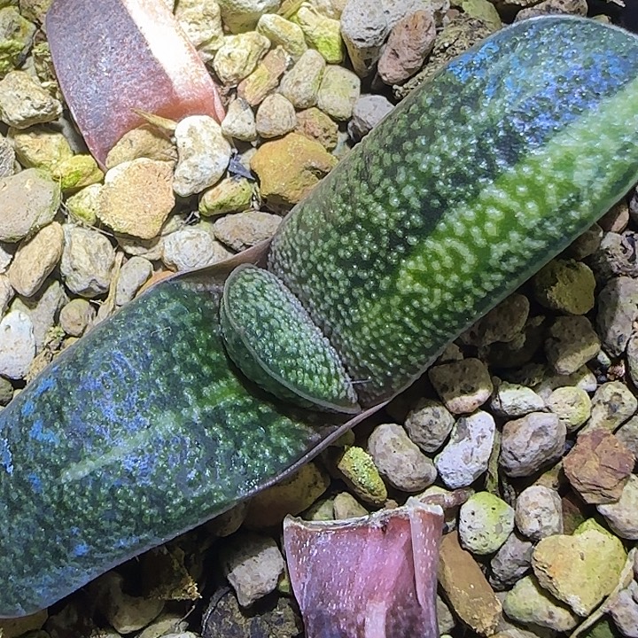 实生新品倒刺釉卧牛锦