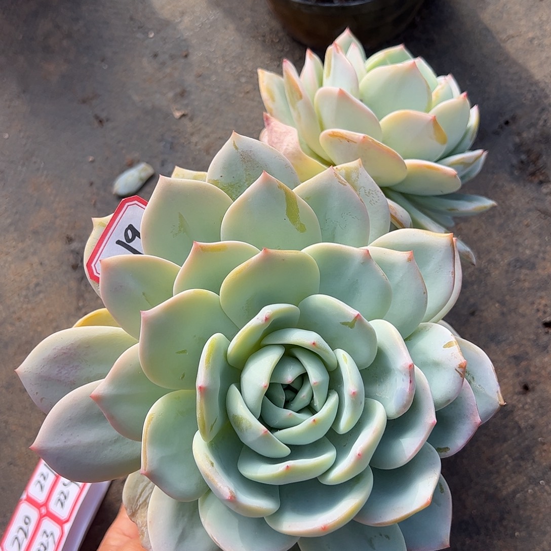 219号凤杂，一物一拍