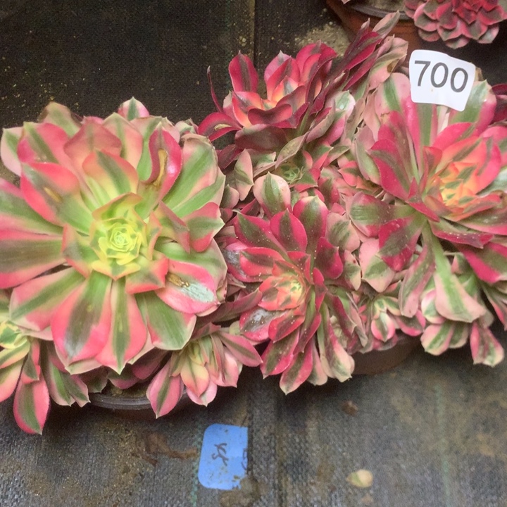 700两个无售后多肉植物