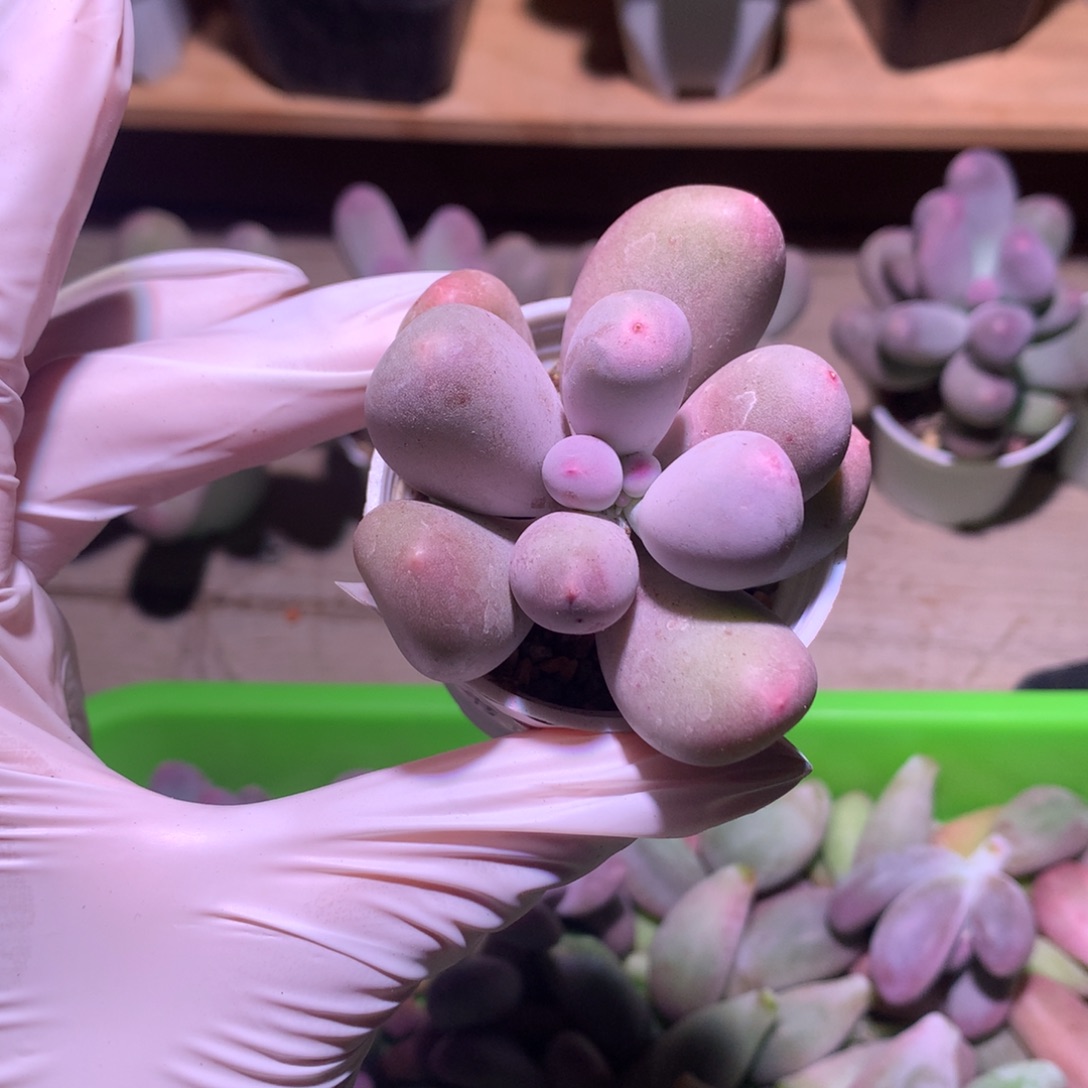 米可奶酪多肉米可奶，韩国