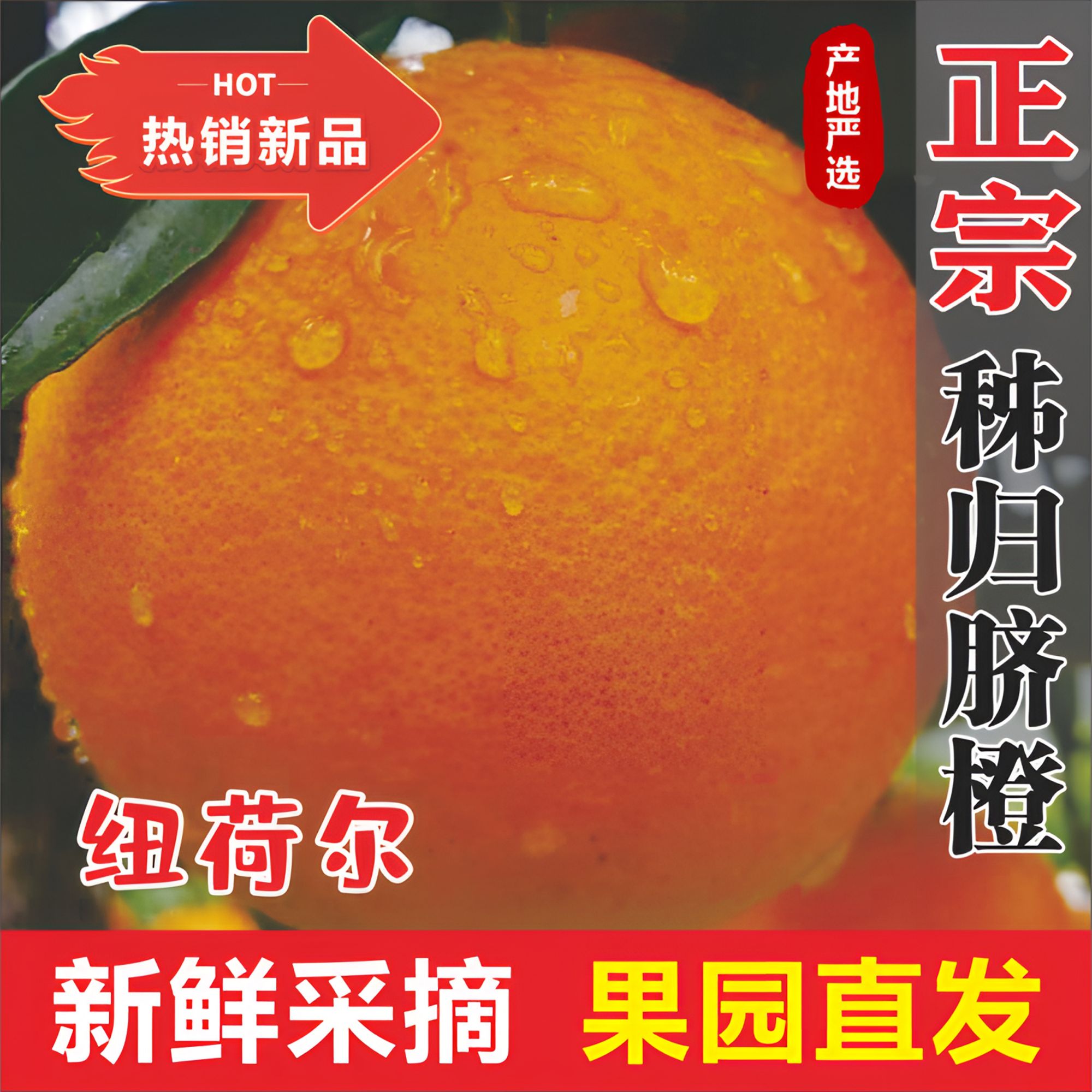 精品秭归脐橙纽荷尔