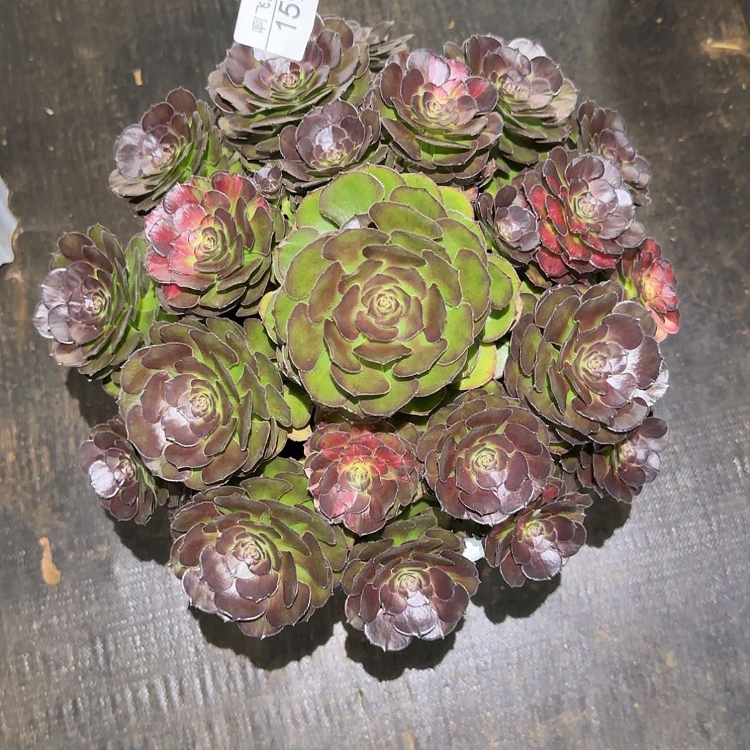 159多肉  海王七彩福利法师