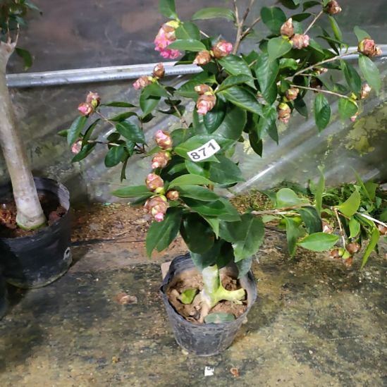 871依恋贝蒂，原盆原土发货。