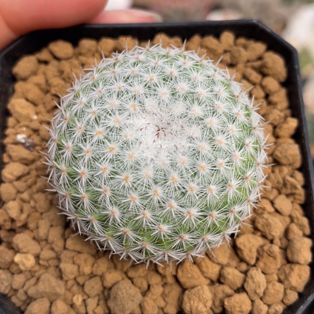 穴原希望丸        实生根