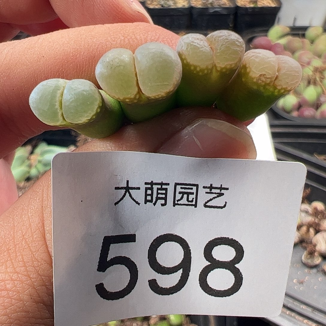 一物一拍帕法德10KM.    598
