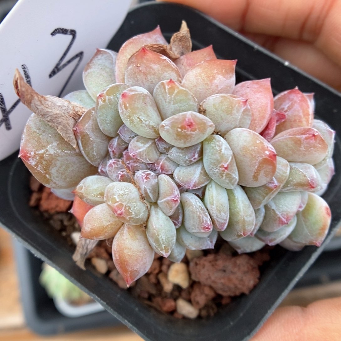 石榴籽缀化可拍413号。