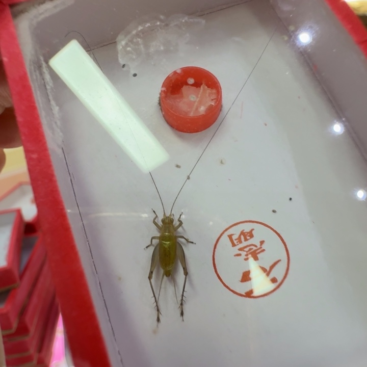 蟋蟀漂亮大个一只合适